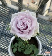 如何正确浇水 玫瑰盆栽的养护之道