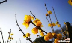 盆栽腊梅花语传情 盆栽腊梅，花开寓意绵长