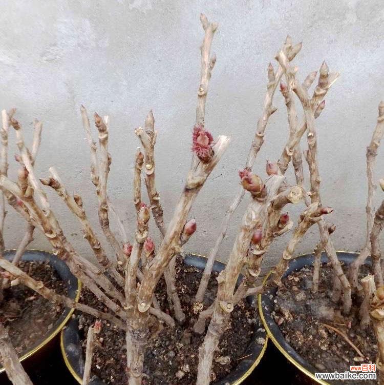 打造美丽花园的秘密步步为赢的养护技巧 养护盆栽牡丹的要点与技巧