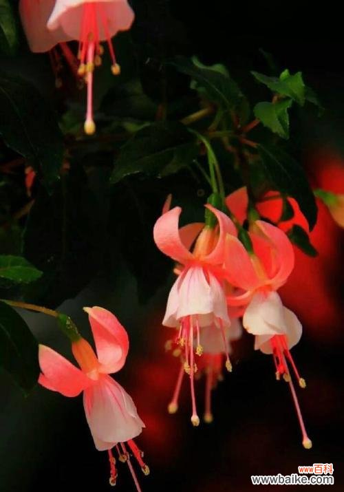 花语越多越好？如何挑选表达心意的花朵？