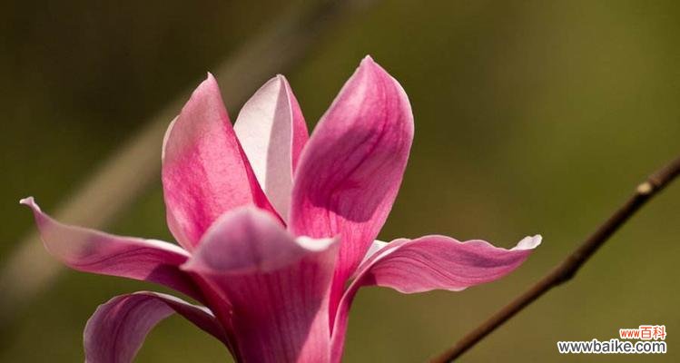 花语的起源故事是什么?花语背后的历史有哪些?