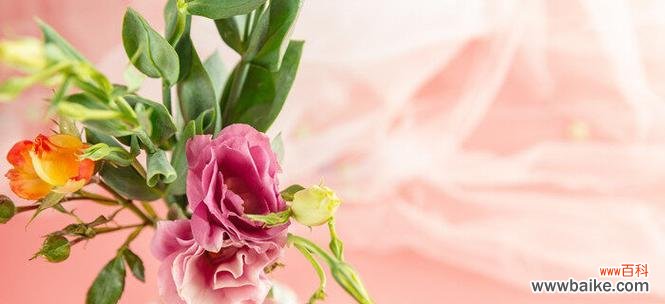 花语的起源故事是什么?花语背后的历史有哪些?