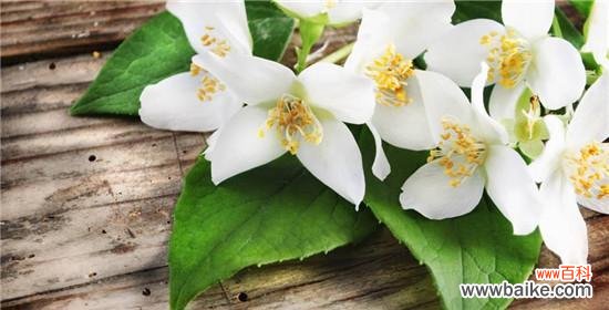 花语的起源故事是什么?花语背后的历史有哪些?