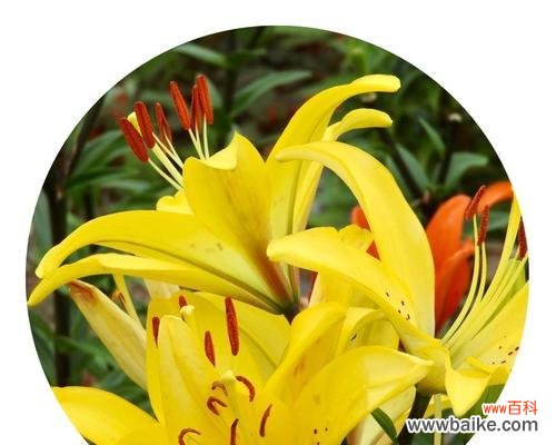 三种颜色百合花的含义是什么?它们相配代表了什么意义?