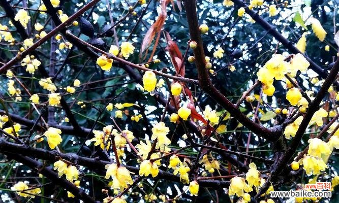 腊梅花语是什么?腊梅花语有哪些含义?