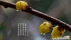 腊梅花语是什么？腊梅花语有哪些含义？