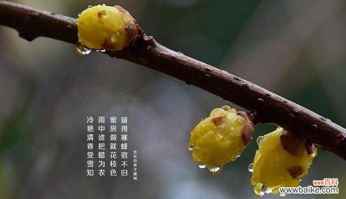 腊梅花语是什么?腊梅花语有哪些含义?