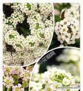 美好、纯洁与真诚，这就是香雪球的花语 解读香雪球的花语