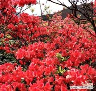 揭秘杜鹃花的意义与内涵 杜鹃花语与寓意