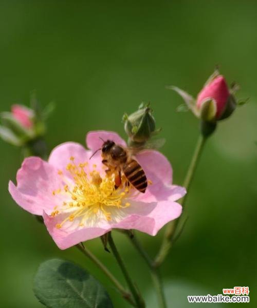 探寻澳洲野蔷薇的象征意义 澳洲野蔷薇的花语