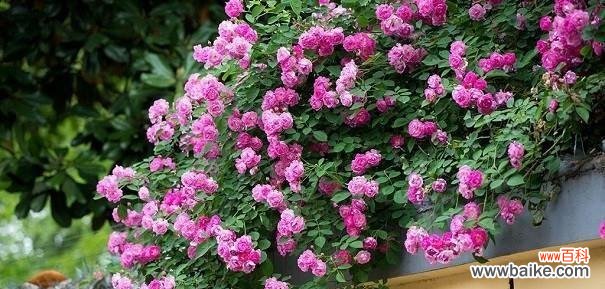 探寻澳洲野蔷薇的象征意义 澳洲野蔷薇的花语