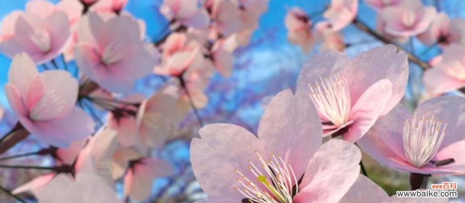 探索樱花的美丽与意义 樱花的花语和寓意