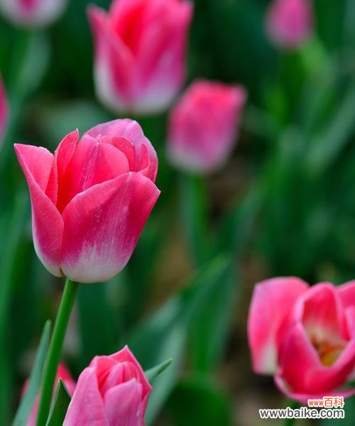 用几朵郁金香表达心意,究竟代表什么? 送几朵郁金香的意义