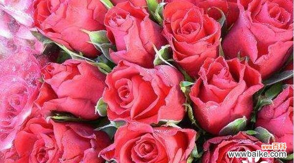 探究不同朵数玫瑰花的情感含义 送玫瑰花几朵的含义