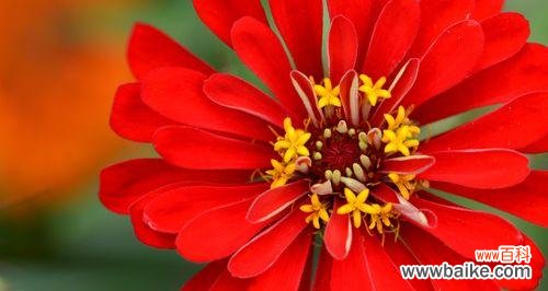 花语解读、种植与护理 百日菊，不败的花之灵