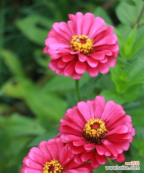 花语解读、种植与护理 百日菊，不败的花之灵