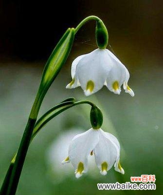 探寻雪山之上的清雅高洁 雪莲花花语