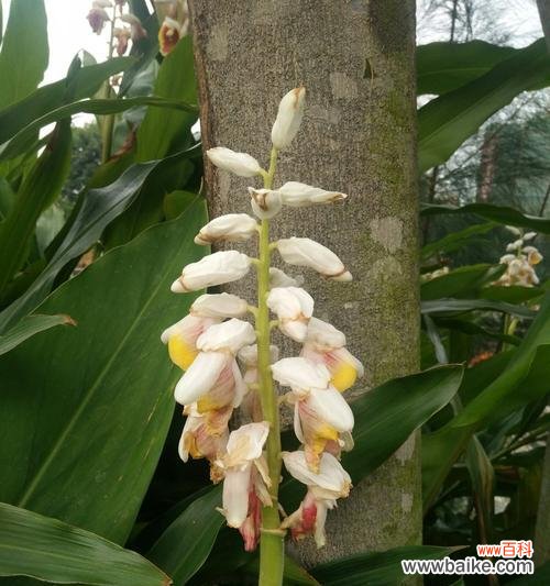 探究姜花的象征意义 姜花的花语