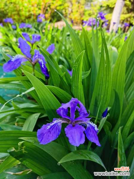 鸢尾花的功效与作用，鸢尾花有毒吗