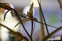 兰花的香味有毒吗，对人体有害吗