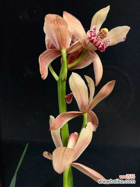 兰花的香味有毒吗，对人体有害吗