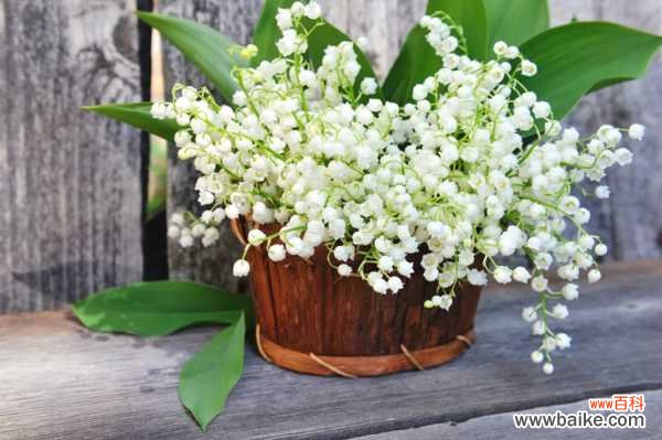 铃兰可以室内养吗，有什么注意事项