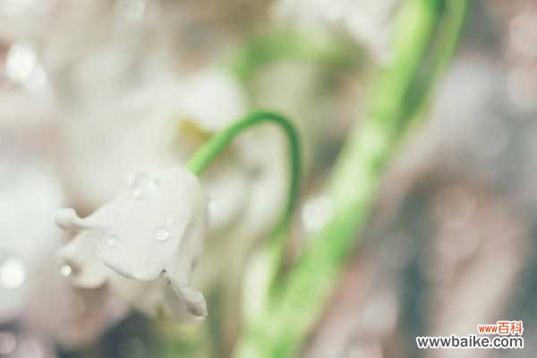 铃兰可以室内养吗，有什么注意事项