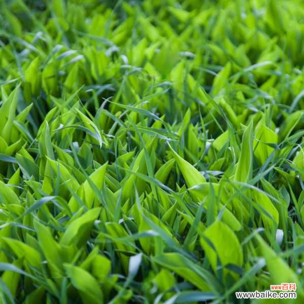 铃兰可以室内养吗，有什么注意事项