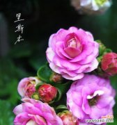 长寿花不同颜色代表什么？每种颜色的长寿花寓意是什么？