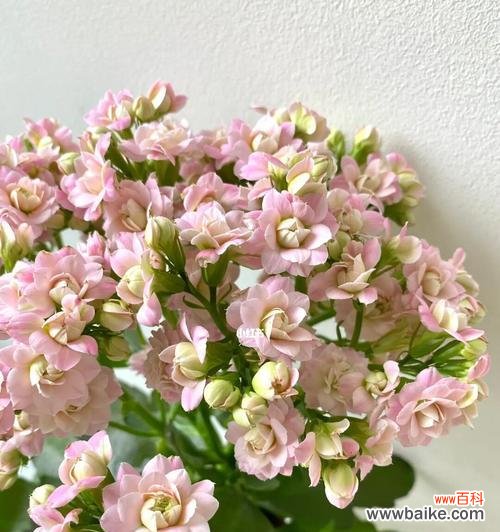 长寿花不同颜色代表什么？每种颜色的长寿花寓意是什么？