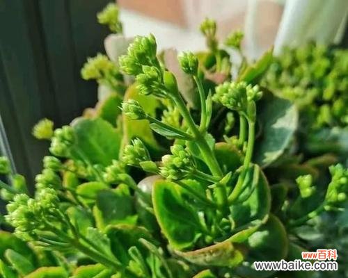 长寿花语与落地生根有什么不同?