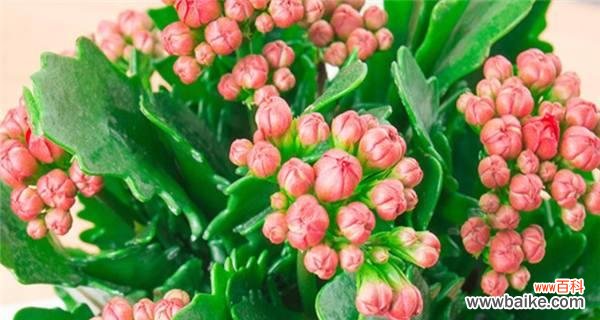 长寿花不同颜色代表什么花语？每种颜色的长寿花有何含义？