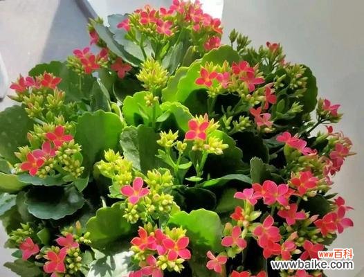 长寿花不同颜色代表什么花语？每种颜色的长寿花有何含义？