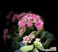 长寿花不同颜色代表什么花语？每种颜色的长寿花有何含义？