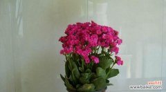 长寿花的花语是什么？如何正确解读长寿花的寓意？