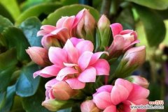 长寿花有哪些颜色？不同颜色的长寿花花语是什么？