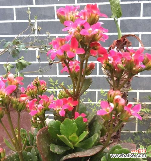 长寿花的寓意和花语是什么?