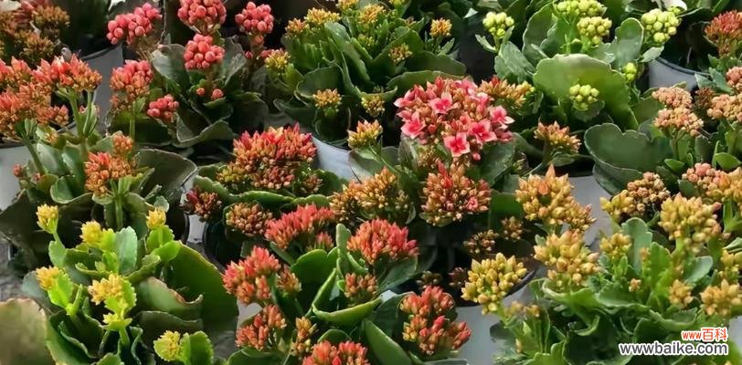 长寿花老化是什么意思?如何判断长寿花是否老化?