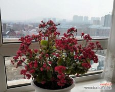 长寿花颜色的寓意是什么？不同颜色长寿花代表什么含义？