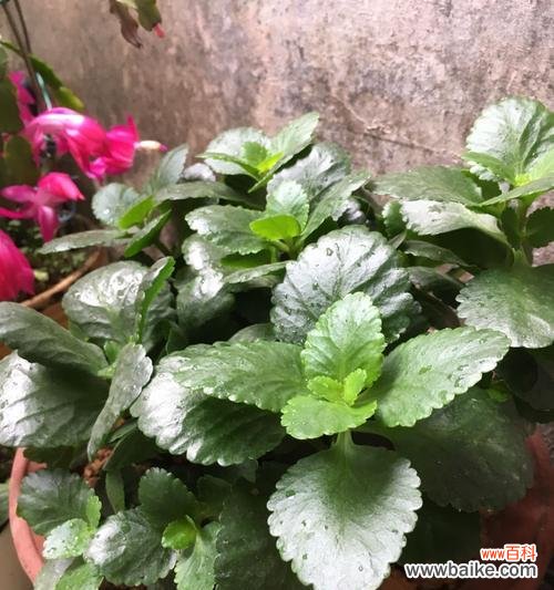 长寿花摘心是什么意思?如何正确进行长寿花摘心操作?