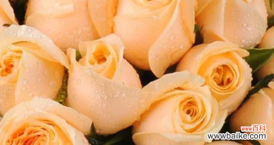 探寻玫瑰的语言魅力,向TA传递美好情感 十一朵粉玫瑰花语