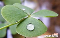 揭秘四叶草的神秘花语及其象征意义 四叶草的花语