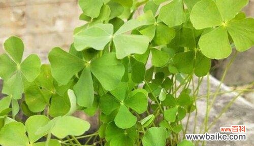 揭秘四叶草的神秘花语及其象征意义 四叶草的花语