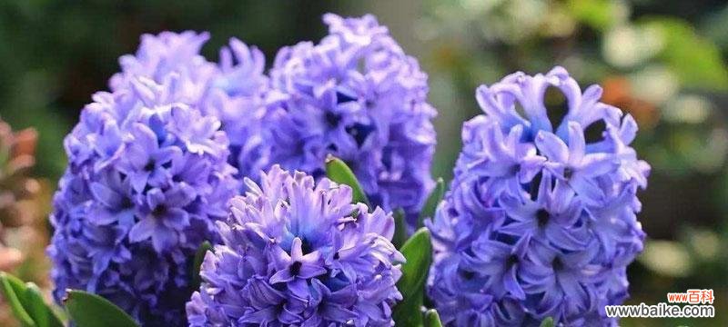 探寻花海中风信子的精神寓意 风信子的花语和象征意义