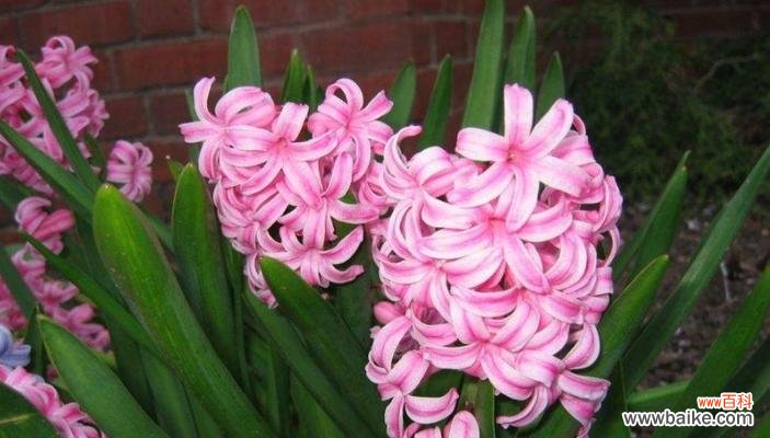 探寻花海中风信子的精神寓意 风信子的花语和象征意义