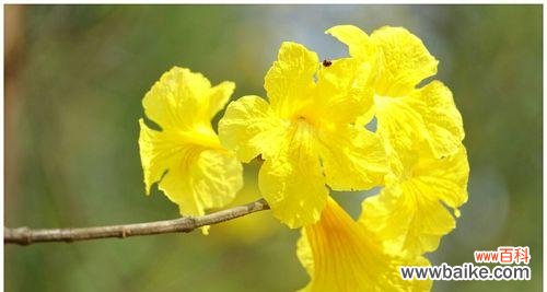 探寻大自然之美 黄花风铃木的花语