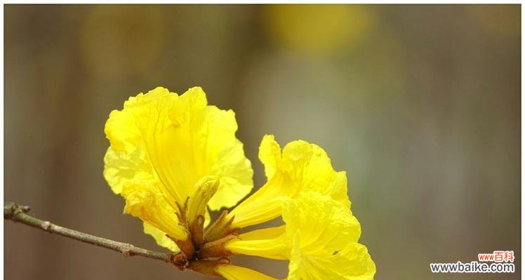 探寻大自然之美 黄花风铃木的花语