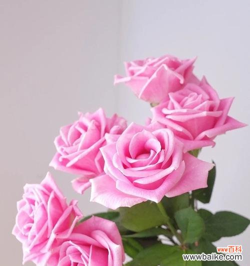 玫瑰的寓意和传递爱情的含义 19朵玫瑰的花语