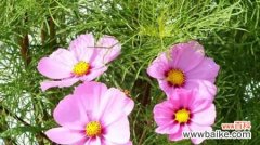 用波斯菊花语传递情感 波斯菊花语的深刻寓意