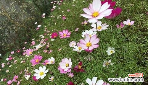 用波斯菊花语传递情感 波斯菊花语的深刻寓意